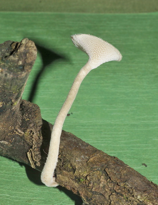 Polyporus arcularius nato in coltura